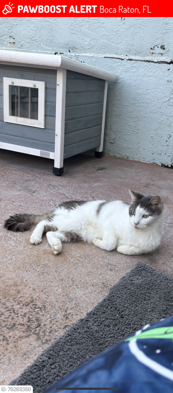 Lost Male Cat last seen Lyons rd and sw 18th st Boca Raton. , Boca Raton, FL 33428
