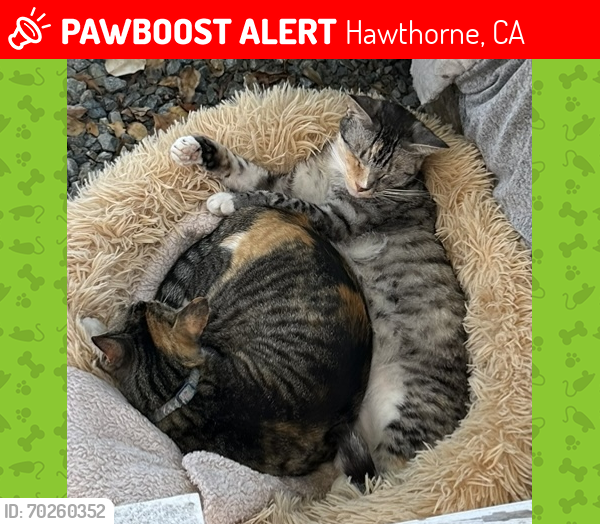 Lost Female Cat last seen Near W 135th St , Hawthorne, CA 90250
