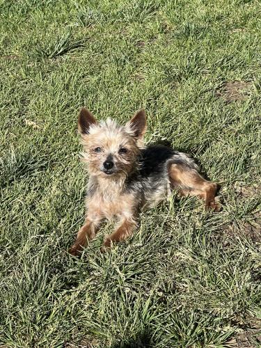Lost Female Dog last seen Old coors/ Gonzales , Albuquerque, NM 87105