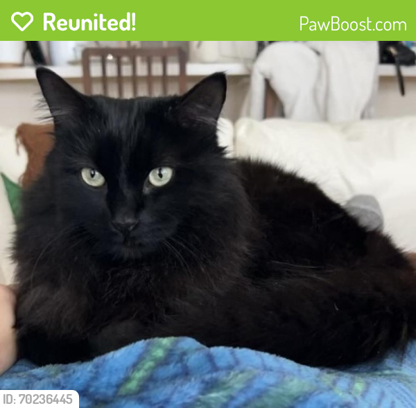 Reunited Male Cat last seen Quarry Valley apmts, Columbus, OH 43204