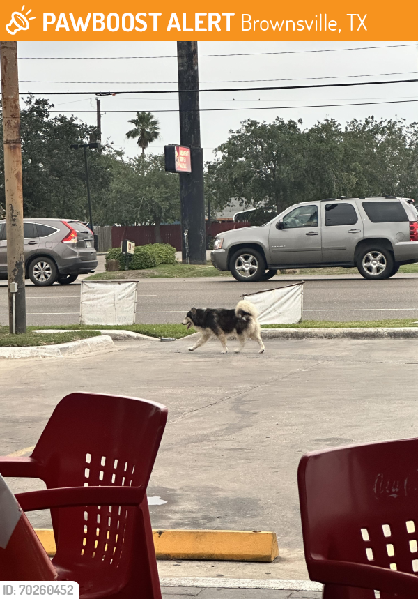 Found/Stray Unknown Dog last seen Price Rd, Brownsville, TX 78520