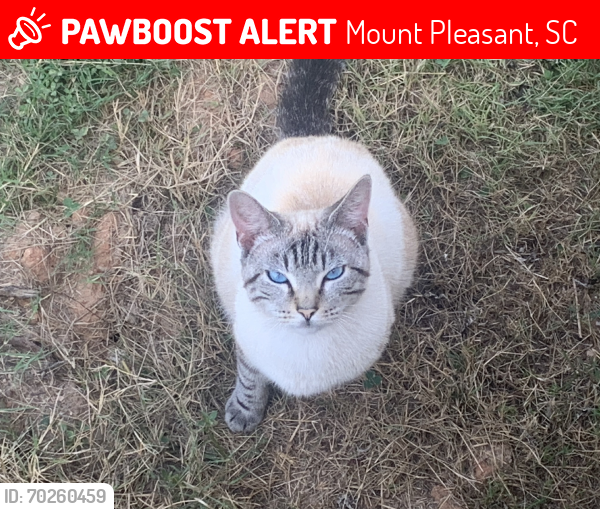 Lost Male Cat last seen iop connector, Mount Pleasant, SC 29466