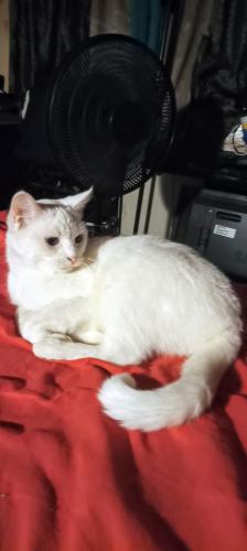Lost Female Cat last seen Between Pennsylvania and May avenue, Oklahoma City, OK 73127