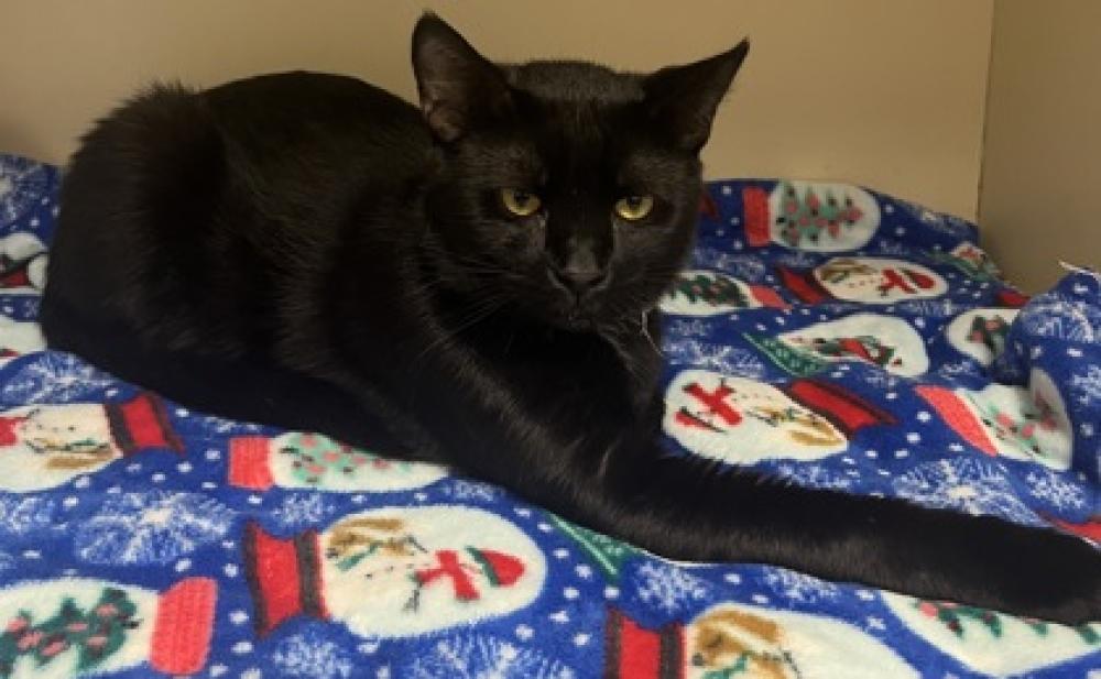 Shelter Stray Male Cat last seen Near Riverside Pkwy 30135, Other - Out of County, GA, Chamblee, GA 30341