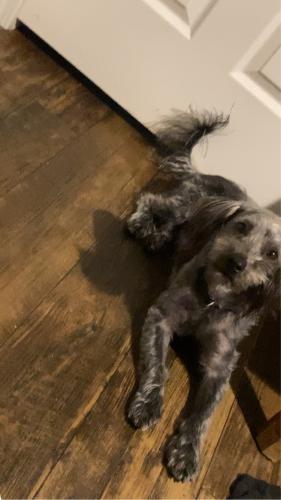 Lost Male Dog last seen Near West Tropicana, Spring Valley, NV 89118