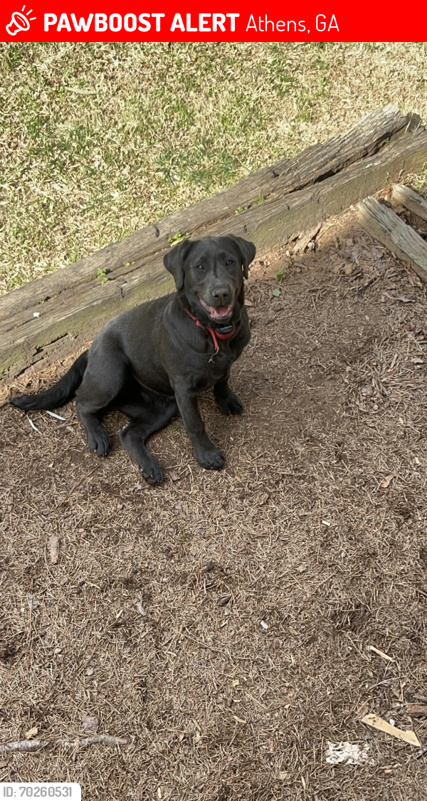Lost Female Dog last seen Lavender Road/Tallassee Road , Athens, GA 30606