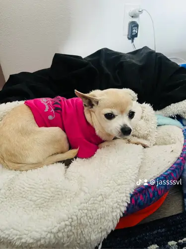 Lost Female Dog last seen manchester and figueroa , Los Angeles, CA 90044