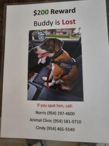 Lost Male Dog last seen Near and Griffin, Davie, FL 33314