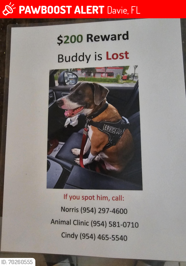 Lost Male Dog last seen Near and Griffin, Davie, FL 33314