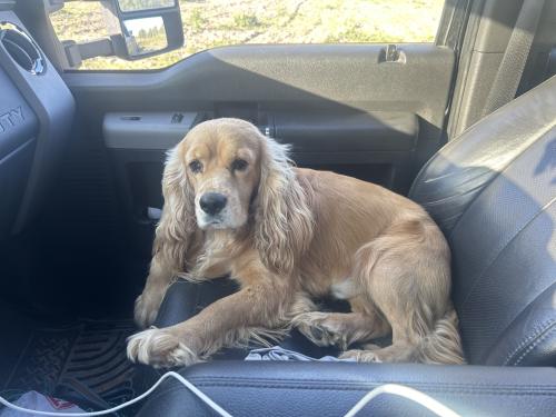 Lost Male Dog last seen In between Bentsen and Taylor road , McAllen, TX 78504
