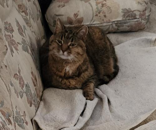 Lost Female Cat last seen South Clay St and West Mississippi Ave, Denver, CO, Denver, CO 80219