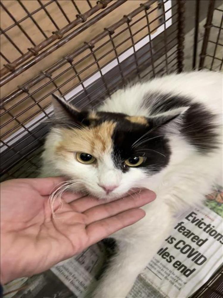 Shelter Stray Female Cat last seen , Los Angeles, CA 90047