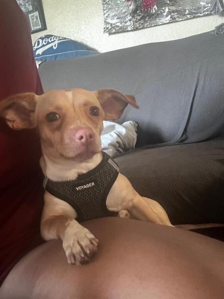 Shelter Stray Female Dog last seen RIO LINDA BLVD & GRAND AVE, Sacramento, CA 95818