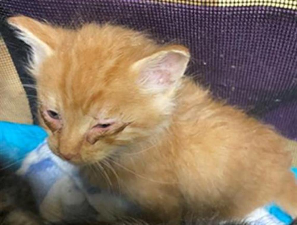 Shelter Stray Male Cat last seen BRANCHWOOD WAY & MANDY DR, Sacramento, CA 95818