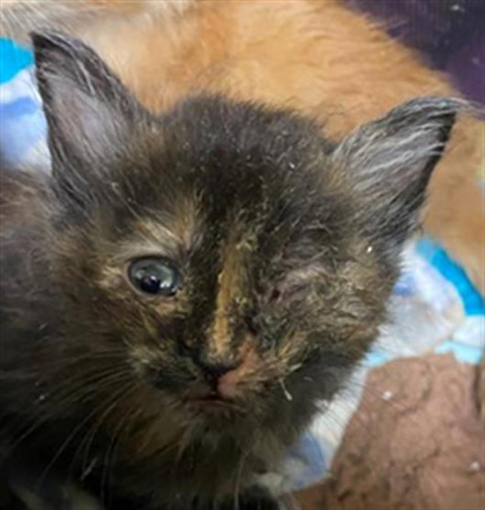 Shelter Stray Female Cat last seen BRANCHWOOD WAY & MANDY DR, Sacramento, CA 95818
