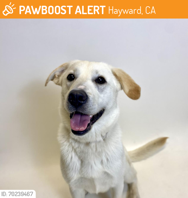 Shelter Stray Female Dog last seen WEEKES/LIBRARY, Hayward, CA 94544