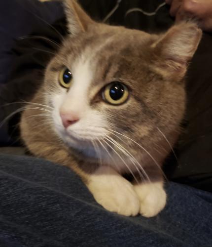 Lost Female Cat last seen Wolz and Heege, St. Louis, MO 63123
