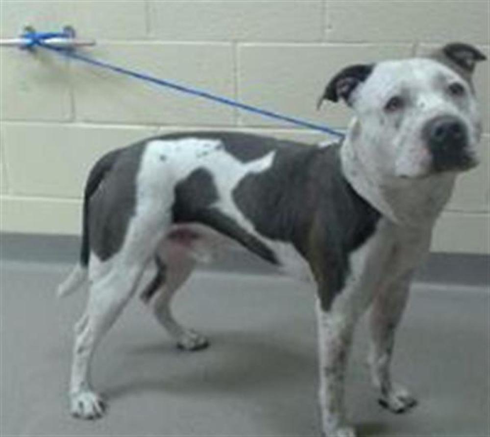 Shelter Stray Male Dog last seen Near BLOCK W 33RD AVE, DENVER CO 80211, Denver, CO 80223