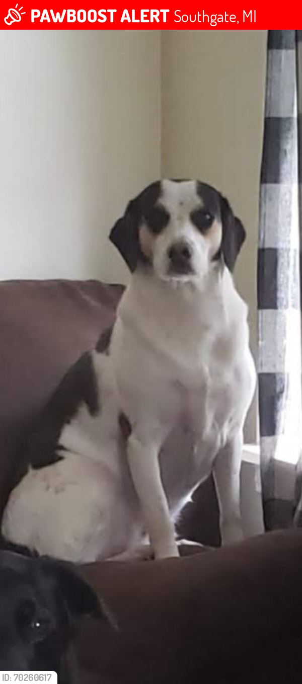 Lost Female Dog last seen Ward/irene southgate mi 48195 , Southgate, MI 48195