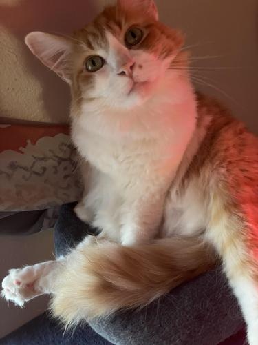 Lost Male Cat last seen last at the townhouse apmts on craddock , San Marcos, TX 78666