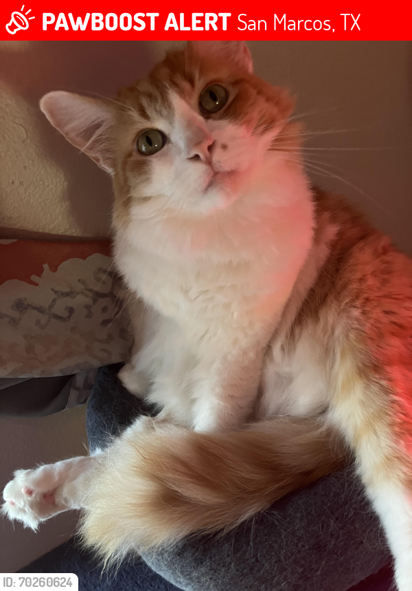 Lost Male Cat last seen last at the townhouse apmts on craddock , San Marcos, TX 78666