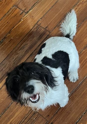 Lost Male Dog last seen Annunciation and race , New Orleans, LA 70112