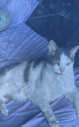 Lost Male Cat last seen lyons road, Boca Raton, FL 33486