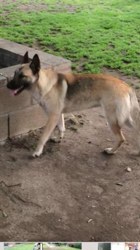 Lost Female Dog last seen Center y olive , Baldwin Park, CA 91706