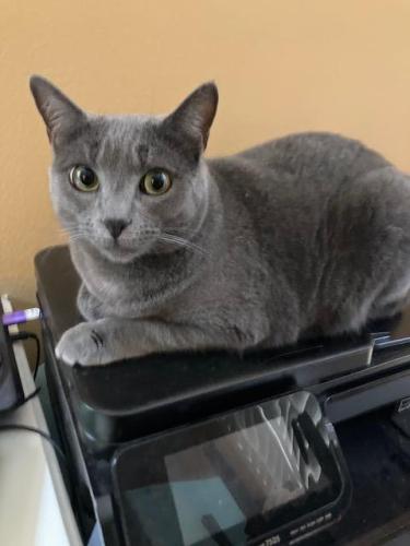 Lost Female Cat last seen Holman Ave and Hilts Ave, 90024 near the Mormon Temple, Los Angeles, CA 90024