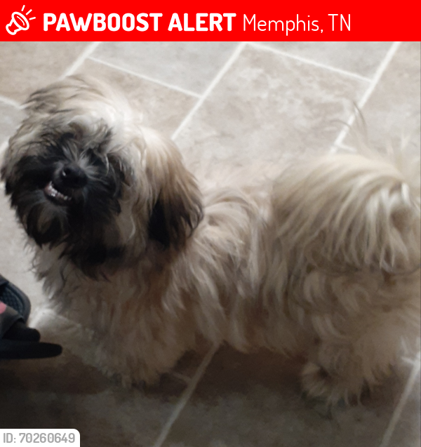 Lost Male Dog last seen Ridgedale and St Elmo, Memphis, TN 38127
