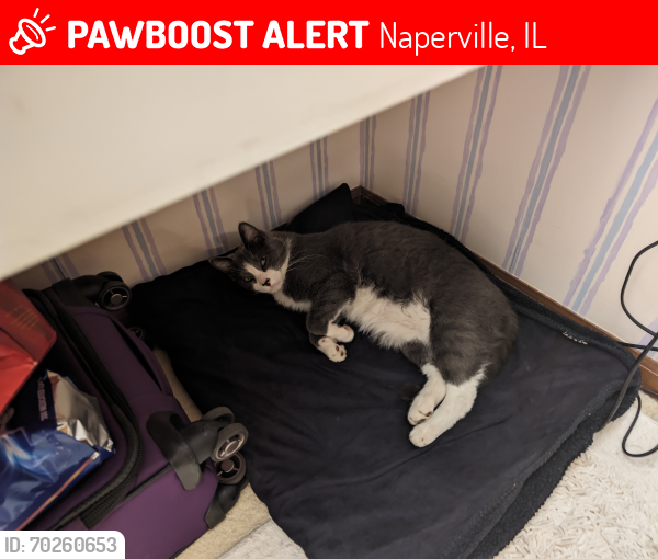 Lost Male Cat last seen Monitor and Eola road, Naperville, IL 60563