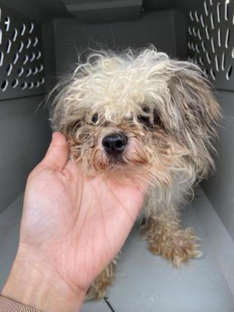 Shelter Stray Male Dog last seen Near Oakawana Road, Atlanta, GA, 30345, 30345, GA, Chamblee, GA 30341