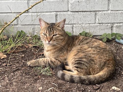 Lost Female Cat last seen Near Redbud St, Argyle, TX 76226, Argyle, TX 76226