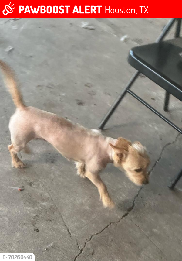 Lost Female Dog last seen Allendalle , Houston, TX 77017