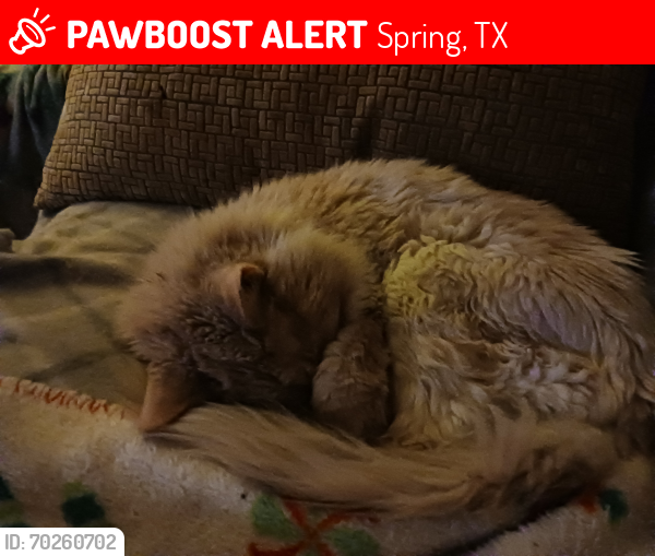 Lost Male Cat last seen Near Vista cove dr 77381, Spring, TX 77381