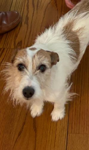 Lost Female Dog last seen Shipwright and Market street , Annapolis, MD 21401