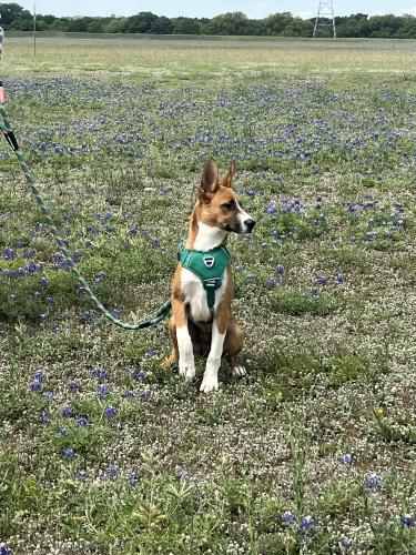 Lost Male Dog last seen Near pecan gap , San Antonio, TX 78247
