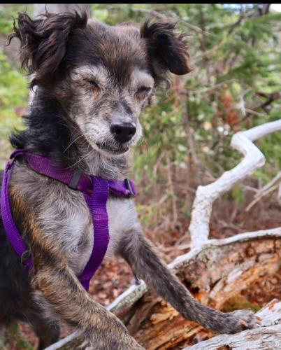 Lost Female Dog last seen Coors and Rio Bravo , Bernalillo County, NM 87121