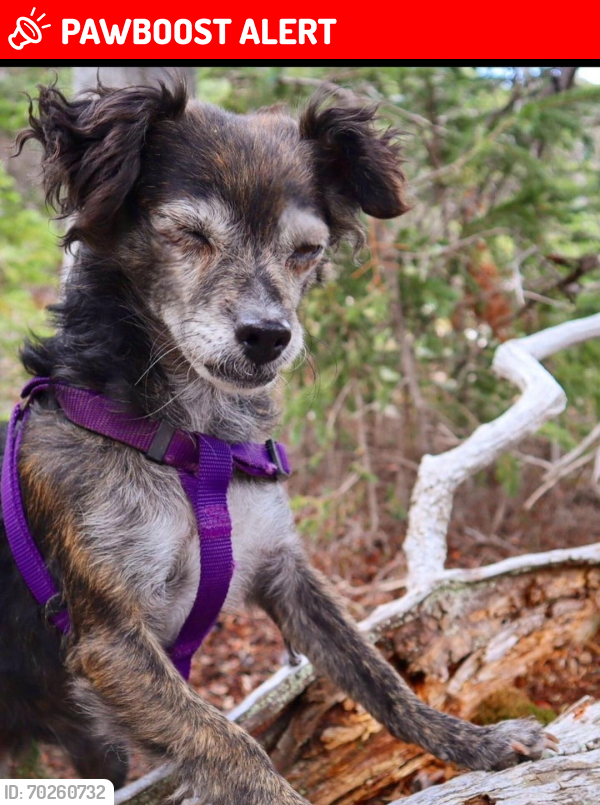 Lost Female Dog last seen Coors and Rio Bravo , Bernalillo County, NM 87121