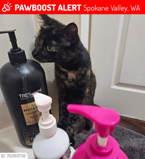Lost Female Cat last seen 6th and farr, Spokane Valley, WA 99206