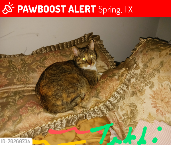 Lost Female Cat last seen Near vista cove dr, 77381, Spring, TX 77381
