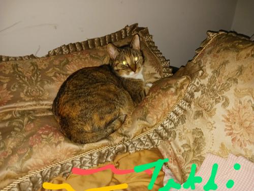 Lost Female Cat last seen Near vista cove dr, 77381, Spring, TX 77381
