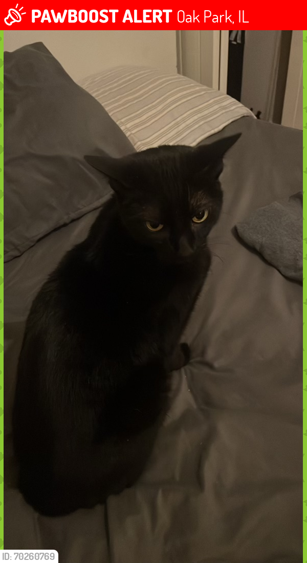 Lost Male Cat last seen west 88th and cicero , Oak Park, IL 60303