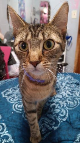 Lost Female Cat last seen Headlands , Mentor, OH 44060