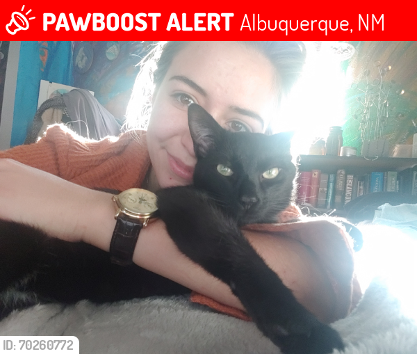 Lost Male Cat last seen Heritage East Neighborhood, Albuquerque, NM 87109