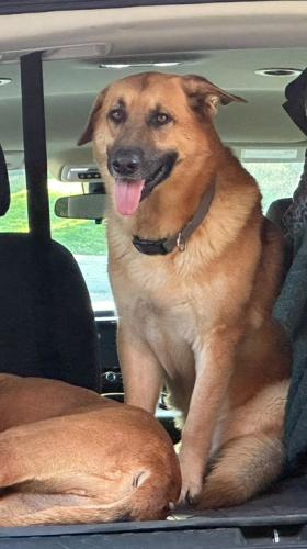 Lost Male Dog last seen 7eleven on Grabd Mission Blvd., Richmond, TX 77407
