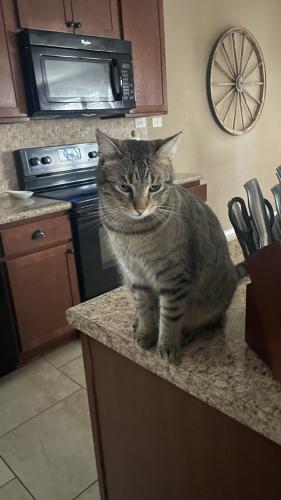 Lost Male Cat last seen Southon neighborhood , San Antonio, TX 78223