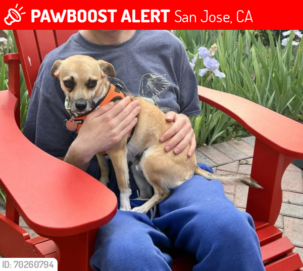 Lost Male Dog last seen The Alameda and 880, San Jose, CA 95126