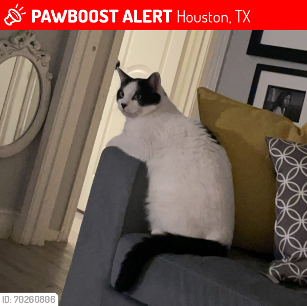Lost Male Cat last seen Simsbrook dr 77045, Houston, TX 77045