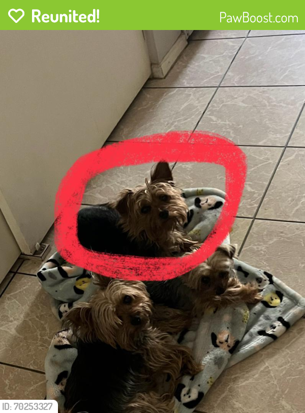 Reunited Male Dog last seen 43rd Ave and Peoria Ave , Phoenix, AZ 85051